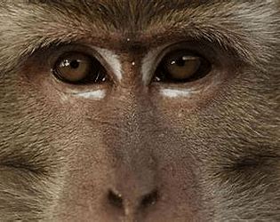 monkey horizen
