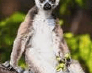 Lemur Land Beta Version 0.0.1