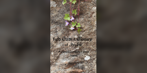 Cover image for The Metakse Worldbuilding Set