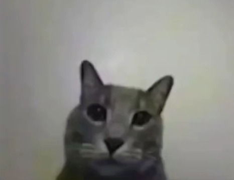 Fat cat
