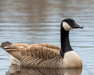 UNR Goose Simulator (Biggest Little Hackathon edition)