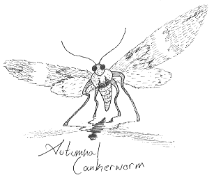 The Autumnal Cankerworm, another image I drew that featured in that zine.