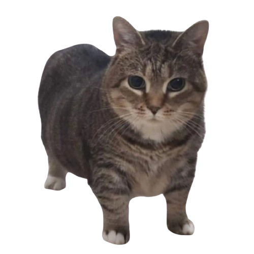 Cat Games!