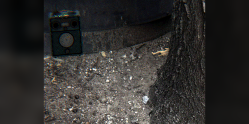 Cover image for tree pits