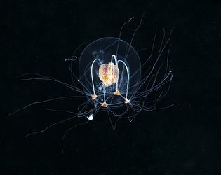 DeepSeas