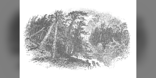 Cover image for Forest of Mist - Dungeon Pamphlet Jam