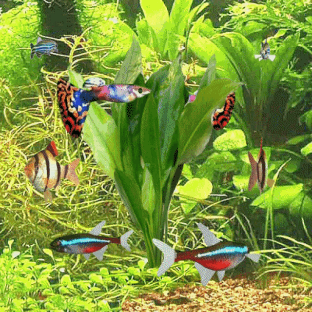 Fish Frenzy
