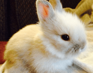 BUNNY TAG