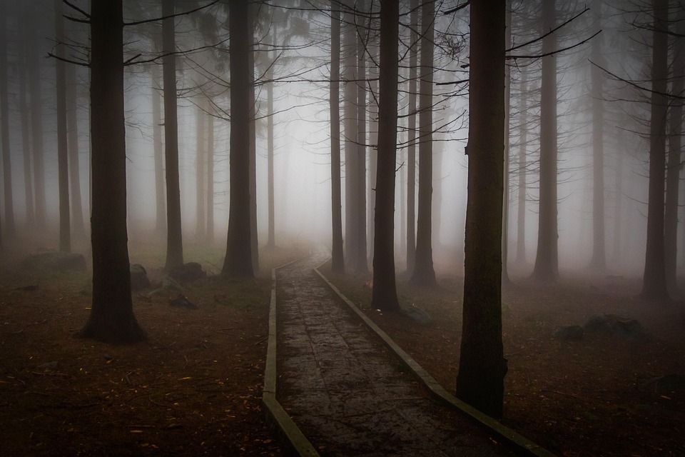 a walk in the woods