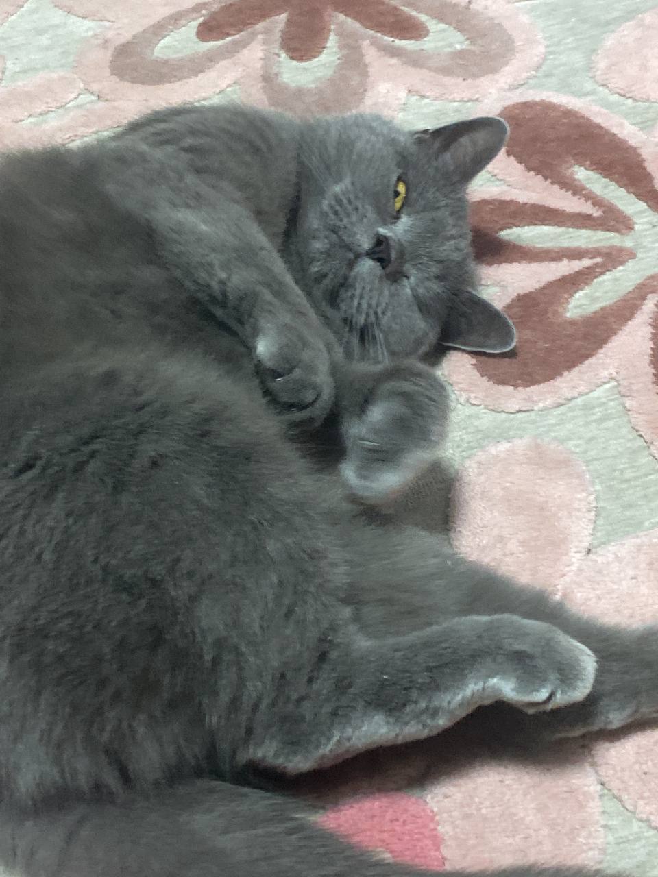 best cat
