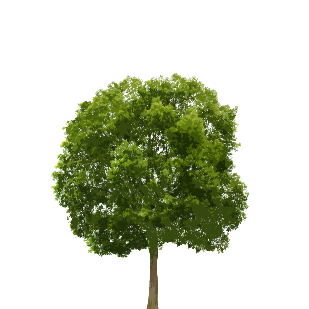 I'm Stephen And I'm A Park 🌳🌬️