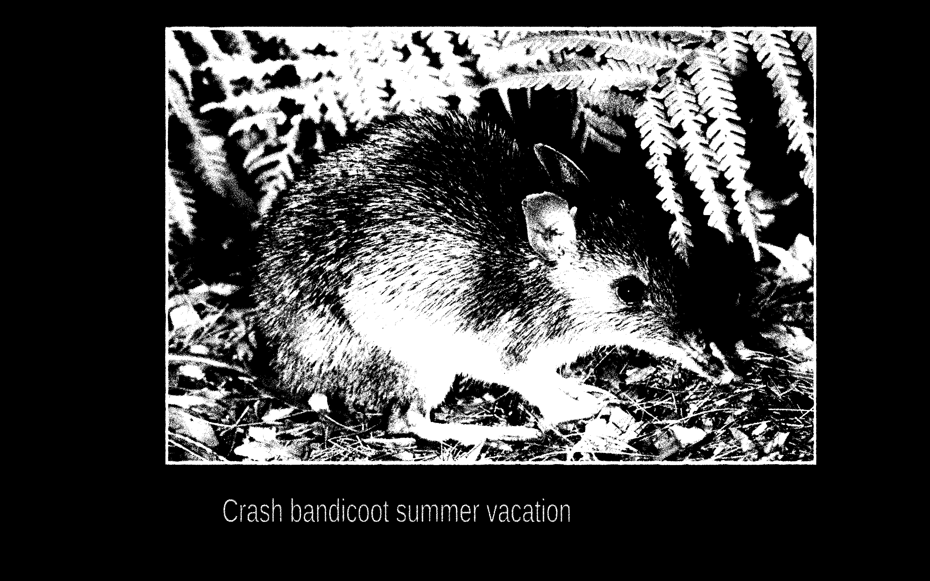 crash bandicoot summer vacation