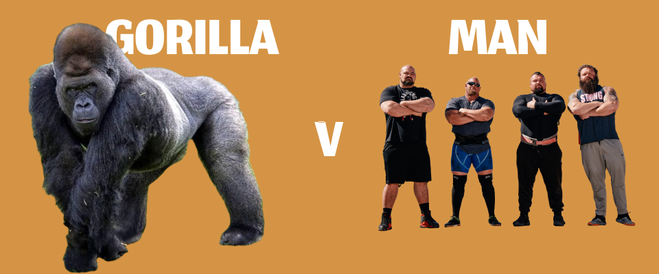Gorilla v Man