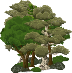 woods woods