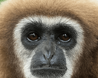 Scary Talapoin for betas