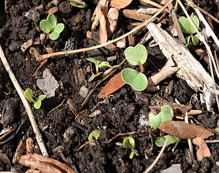 A Beginner's Guide to Compost