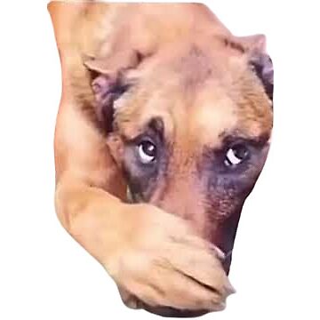 dog covering nose