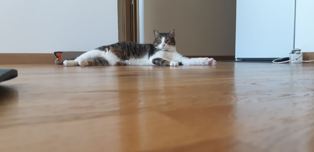 Cat-gallery-game