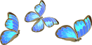 three blue butterflies