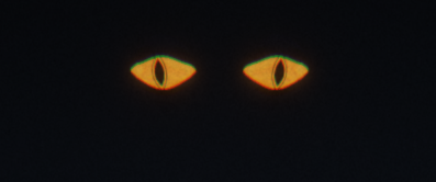 Through the Veil: A Fever Dream