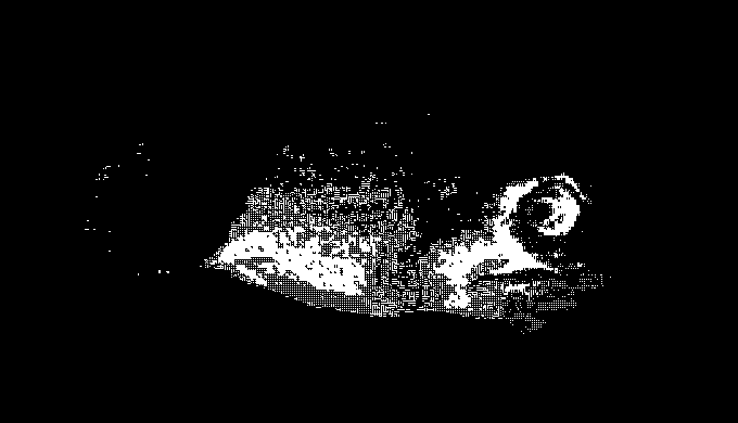 Horizontal Fish Rotation