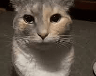 sprunki with ocs: memeguys take