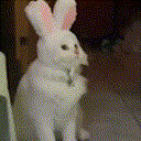 Carrot Overload (Season 1)