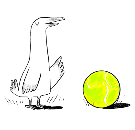 Seagull and tennis ball Seagull and tennis ball