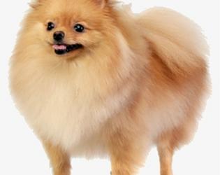 The Secret Cyborg Dogs
