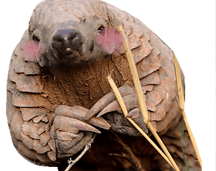 pangolin lover