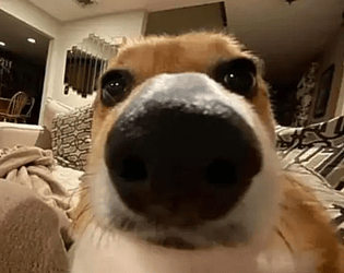 Scared Dog