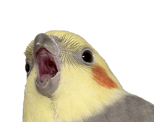 Click Da Birb