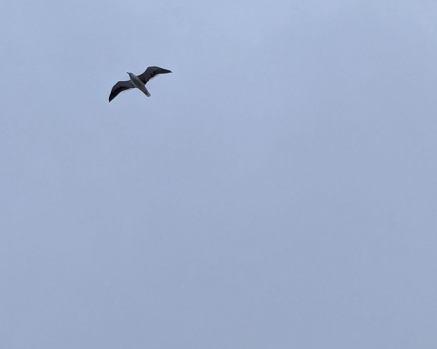 Cover image for Seagull