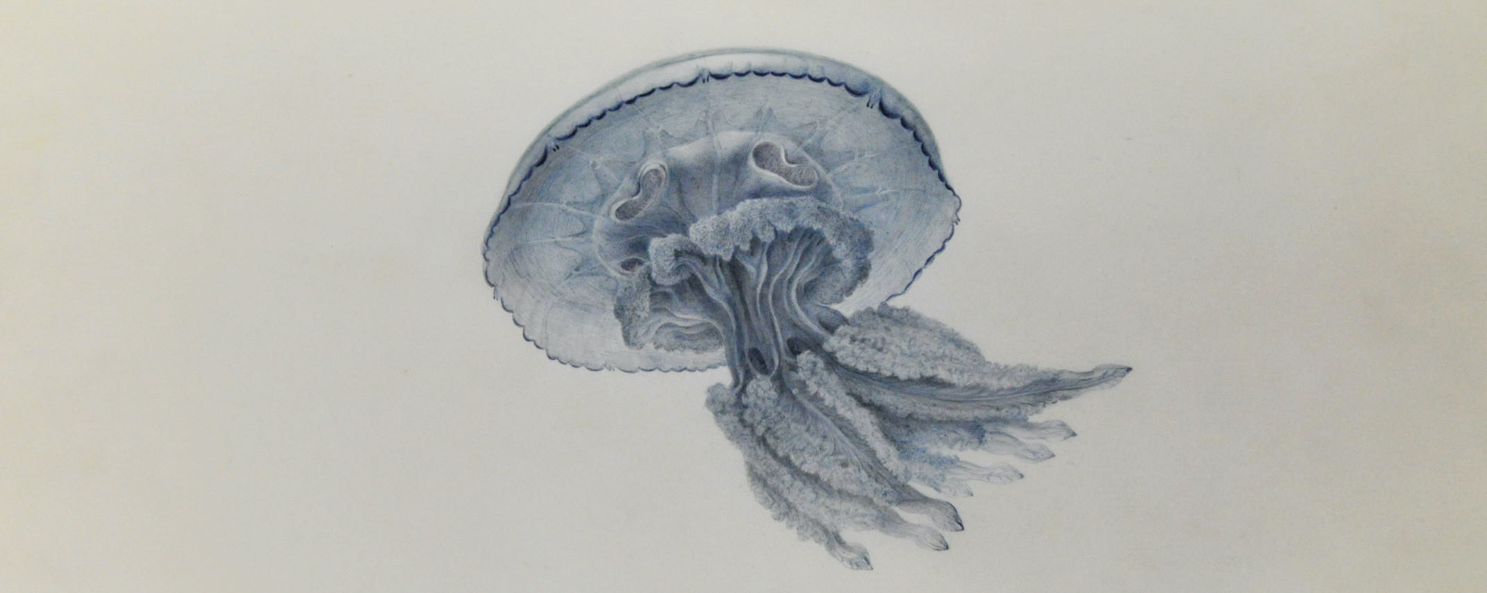 Space Jellyfish Overhead