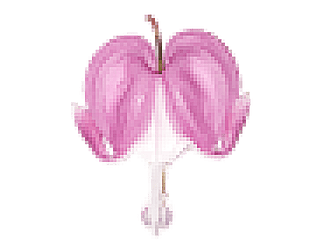 Bleeding Hearts
