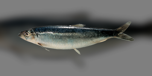 Cover image for Daily Free Fish