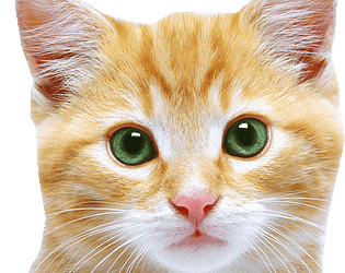 CatGPT