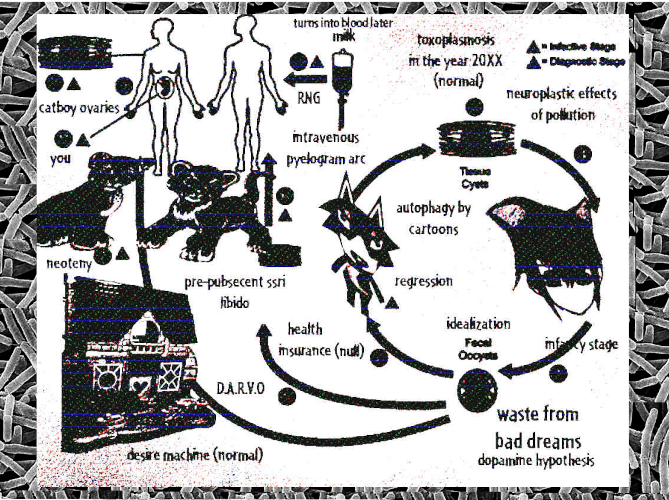 Cover image for A Normal Catboy Story, or the Cat and Superstition