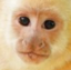 Monke Tag