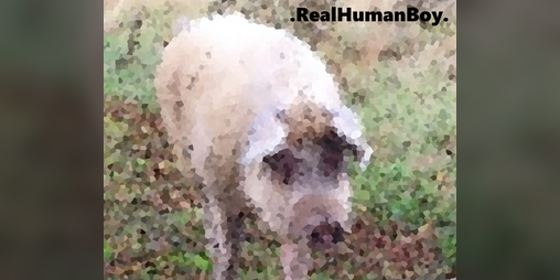 Cover image for RealHumanBoy