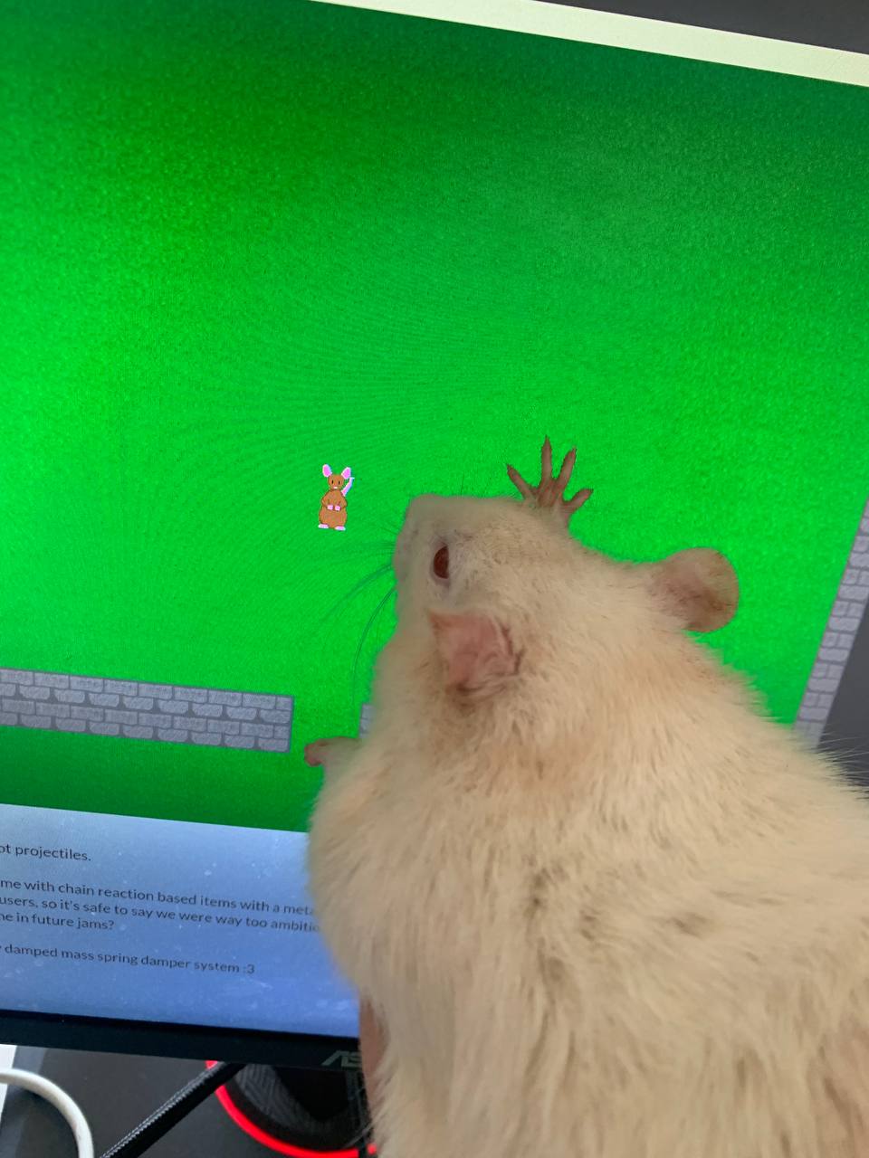 rat