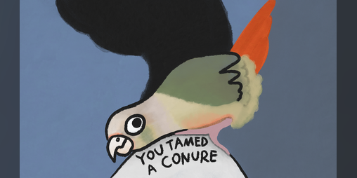 Cover image for Tame a Conure