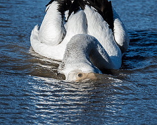 2 is the Number of the Goose