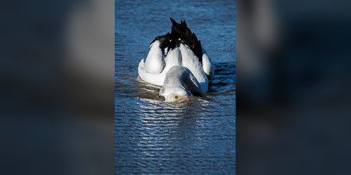 Cover image for 2 is the Number of the Goose