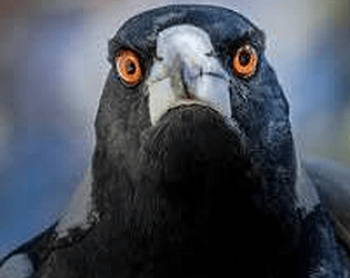 Magpie Mayhem