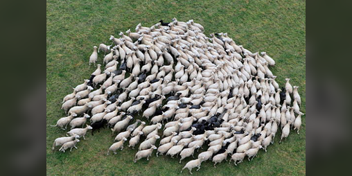 Cover image for Block the Flock