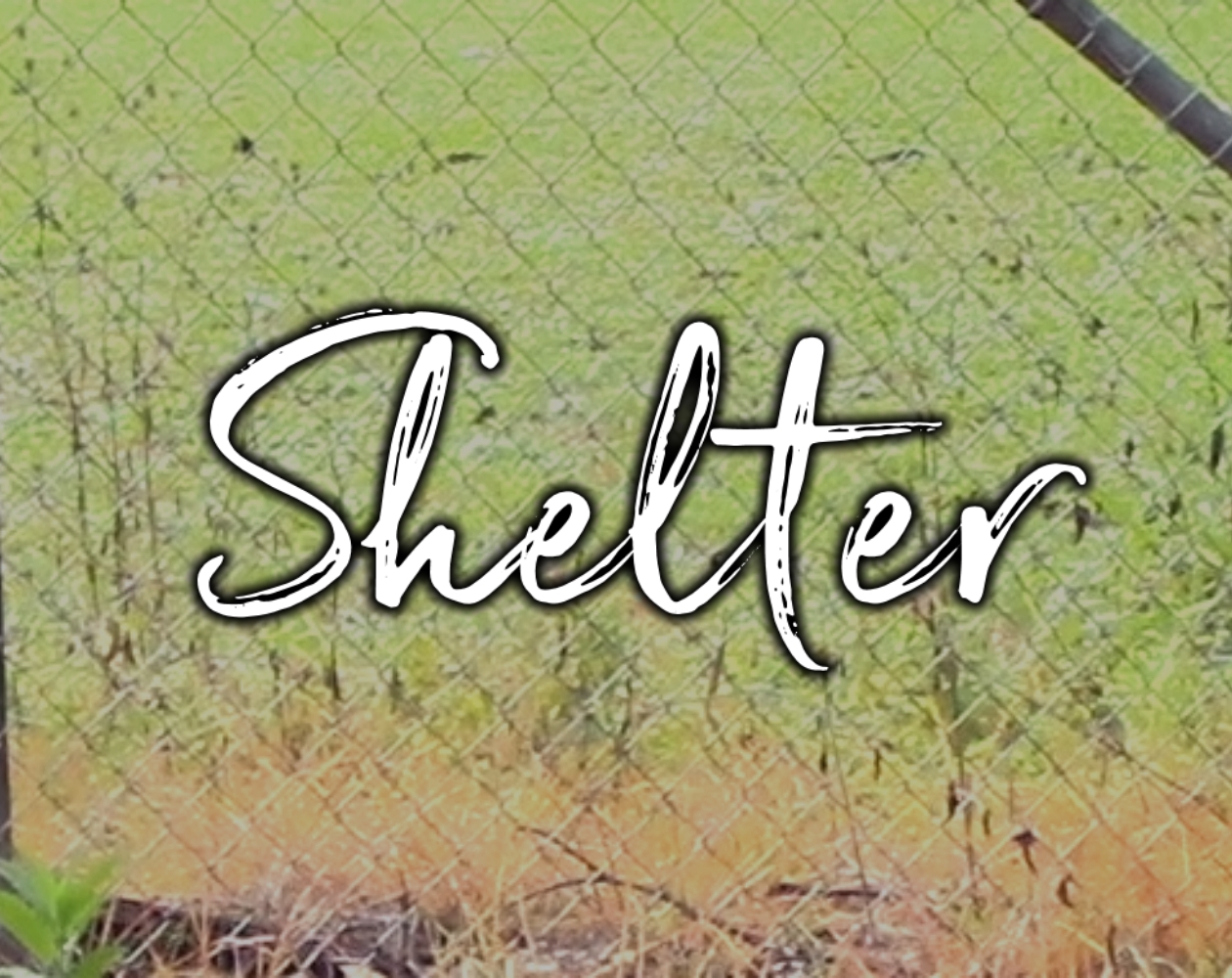 Cover image for Shelter