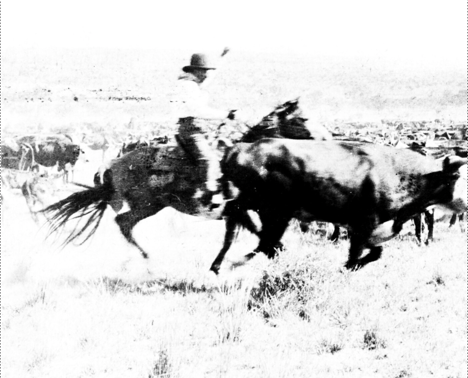 Cover image for Head of the Ranch