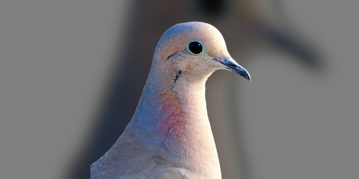 Cover image for Johnatan, the birb