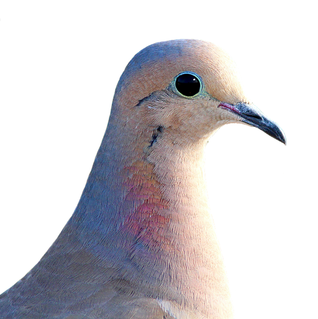 Johnatan, the birb cover